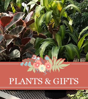 Plants and Gifts