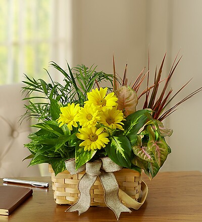 Dish Garden with Fresh Cut Flowers