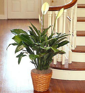 Spathiphyllum Plant for Sympathy