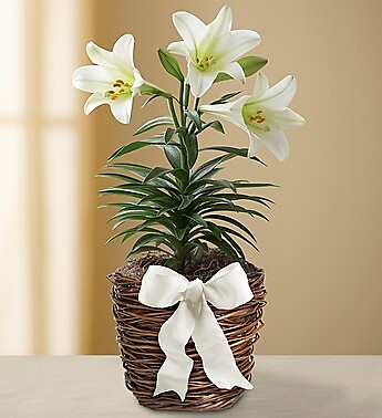 Easter Sentiments&amp;trade; Sympathy Lily Plant